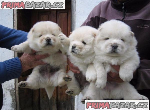 krasny-chow-chow-stenata