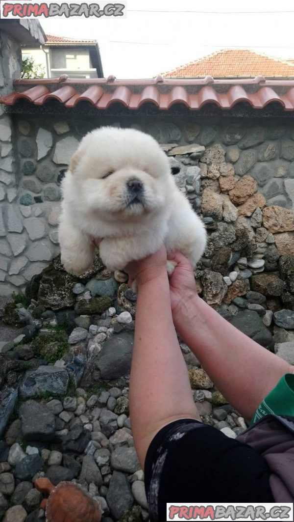 Krásný chow chow štěňata. Krásný chow chow štěňata.