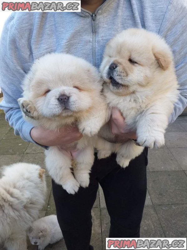 Krásný chow chow štěňata. Krásný chow chow štěňata.