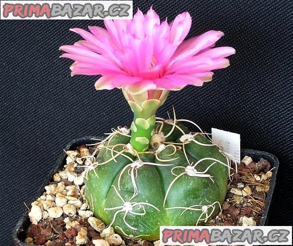 Kaktus Gymnocalycium Denudatum  - semena