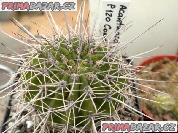 kaktus Acanthocalycium klimpelianum P 120 - semena