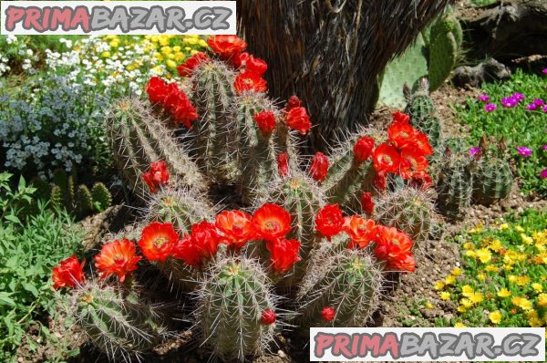 Kaktus Echinocereus coccineus - semena