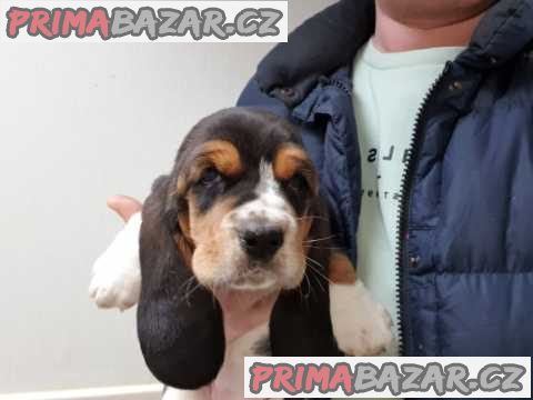 Krásná štěňátka Bassett Hound.