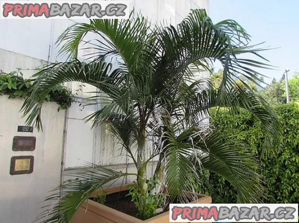 dypsis-ambositrae-naklicena-semena