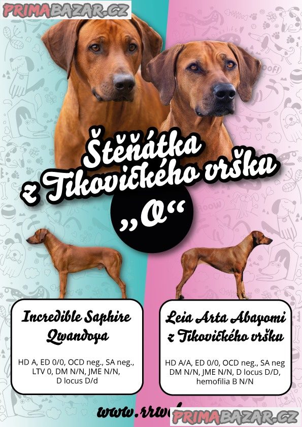 Rhodéský ridgeback štěňátka s PP