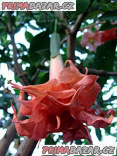 Brugmansia Phänomenal - řízke