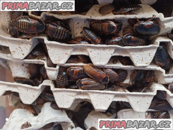 Kolonie švábů argentinských - blaptica dubia
