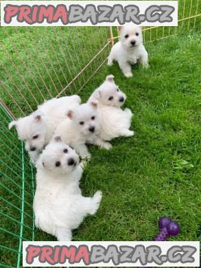 West Highland White Terrier