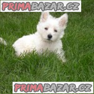 West Highland White Terrier