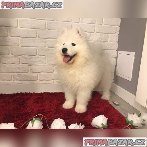 Samojed štěňata