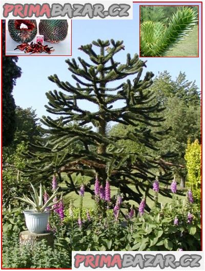 Araucaria araucana - naklíčená semena