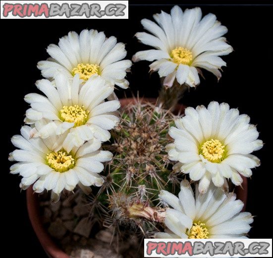 Kaktus Acanthocalycium spiniflorum LB 311 Sierra Del Moro - semena