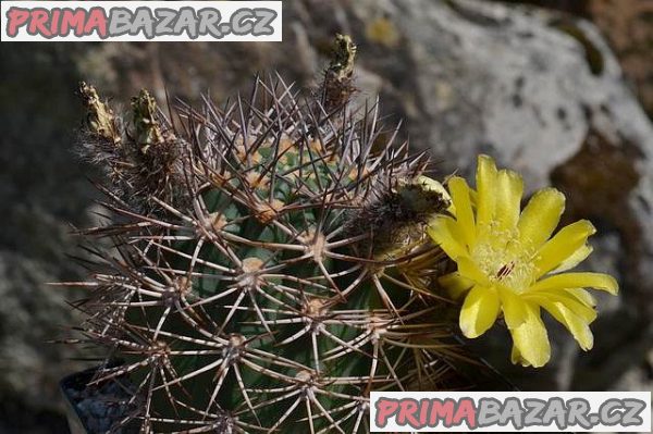 Acanthocalycium brevispinum - semena