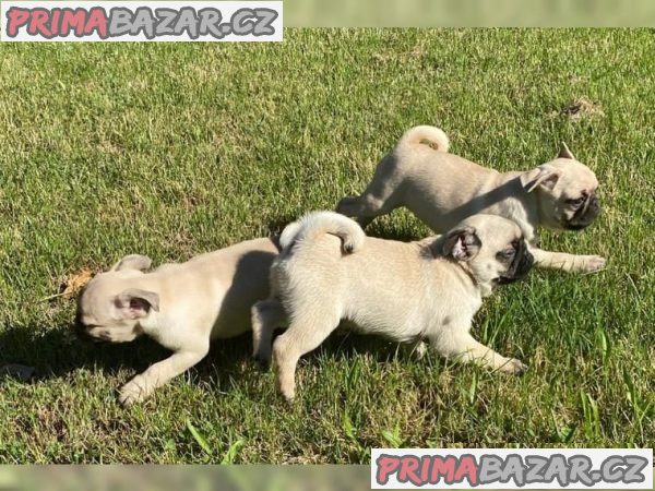 mops-chovny-pes-s-rodokmenem-vdh-na-prodej