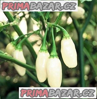 Chilli paprička Habanero White Superpálivá - semena