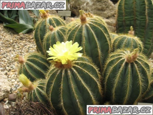 kaktus-eriocactus-magnificus-semena