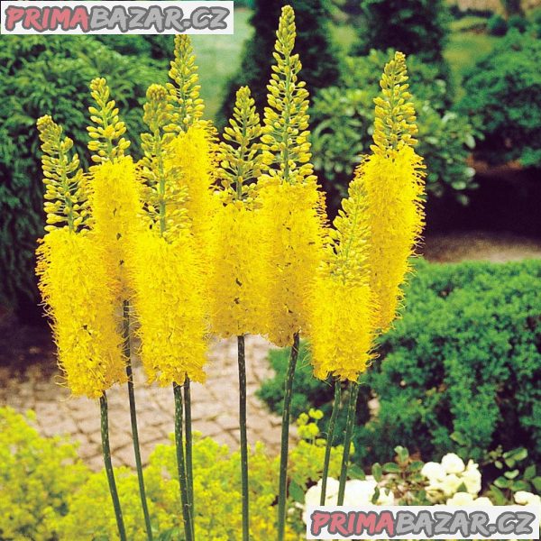 eremurus-stenophyllus-bungei-semena