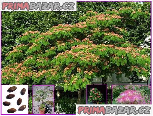 albizia-julibrisin-mrazuvzdorna-mimoza-semena