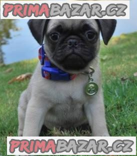 Rozkošná štěňata Pug