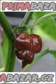 chilli-trinidad-scorpion-chocolate-semena