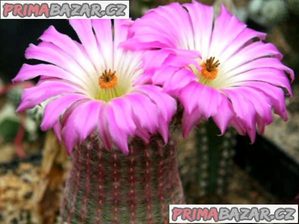 Kaktus Echinocereus rigidissimus - semena