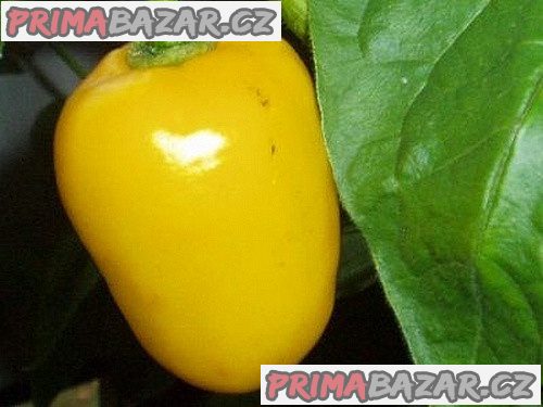 Chilli Rocoto Yellow - semena