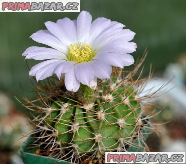 kaktus-acanthocalycium-violaceum-p-110-semena