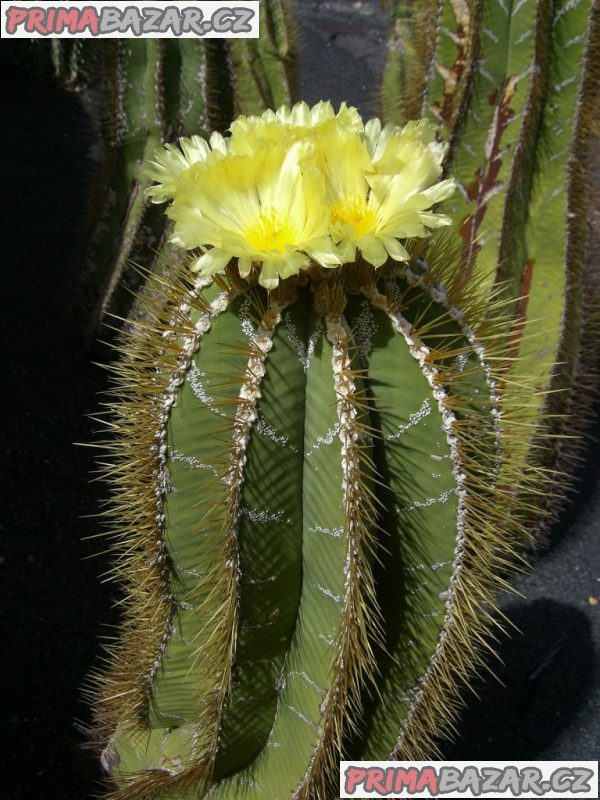 Kaktus Astrophytum ornatum - semena