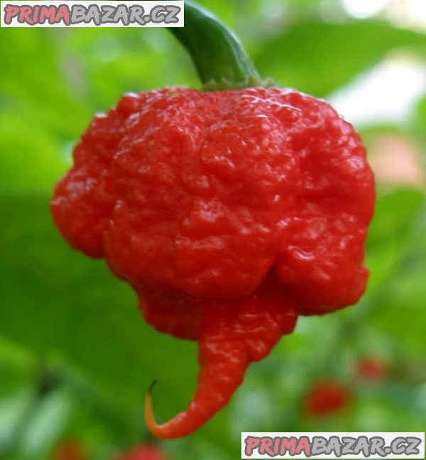 chilli-papricka-7-pot-primo-semena