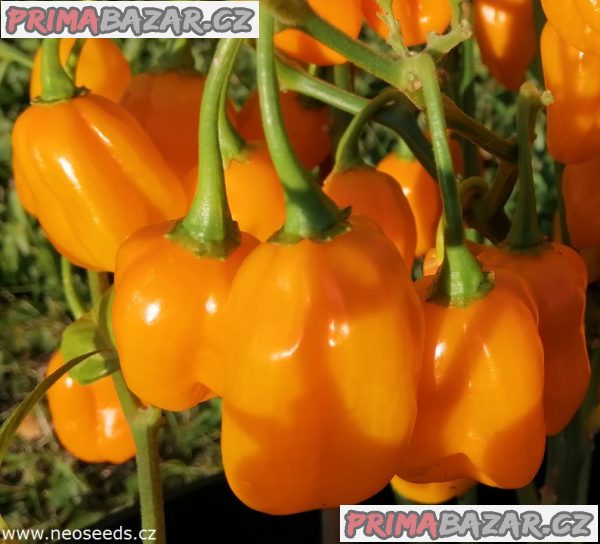 Chilli Habanero Orange Devil - semena