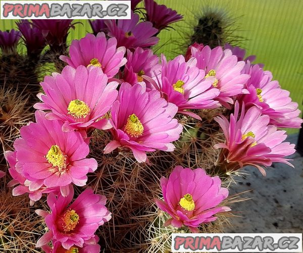 Kaktus Echinocereus roetteri - semena