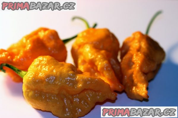 Chilli Bhut Orange Copenhagen - semena