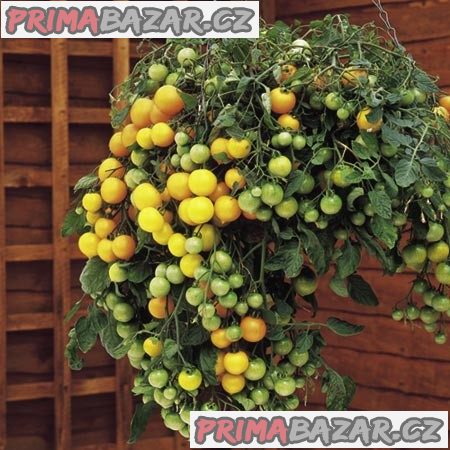 rajce-tumbling-tom-yellow-semena