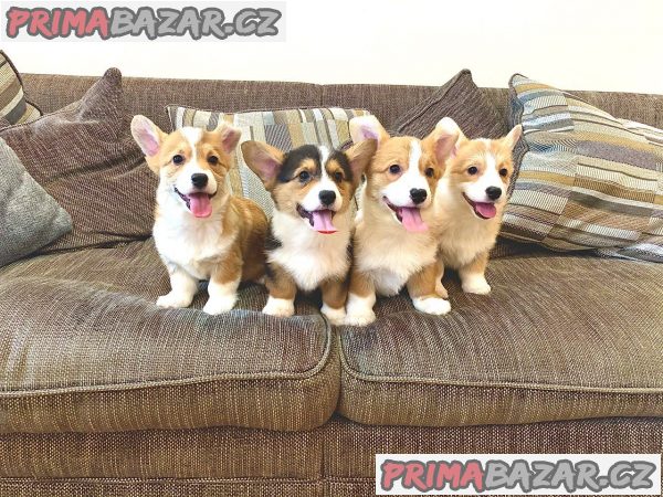 Štěňata Pembroke Welsh Corgi Štěňata Pembroke Welsh Corgi