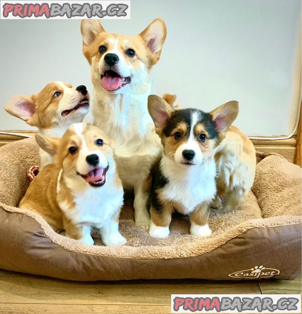 Štěňata Pembroke Welsh Corgi Štěňata Pembroke Welsh Corgi