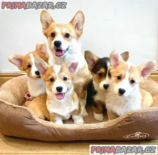 Štěňata Pembroke Welsh Corgi Štěňata Pembroke Welsh Corgi