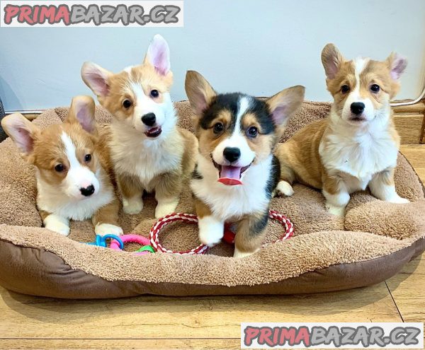 Štěňata Pembroke Welsh Corgi Štěňata Pembroke Welsh Corgi