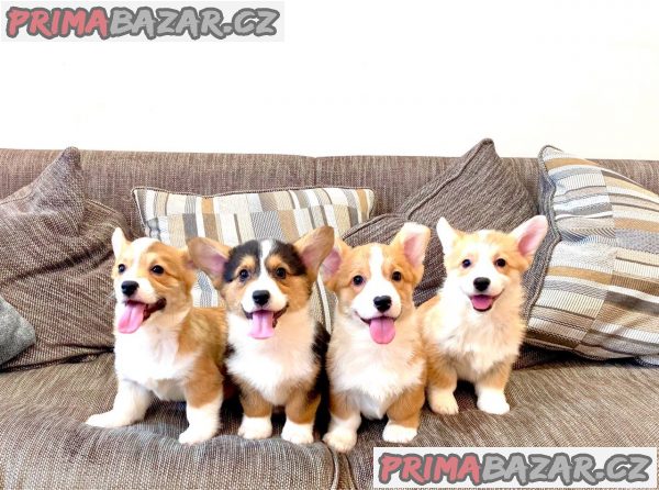 Štěňata Pembroke Welsh Corgi Štěňata Pembroke Welsh Corgi