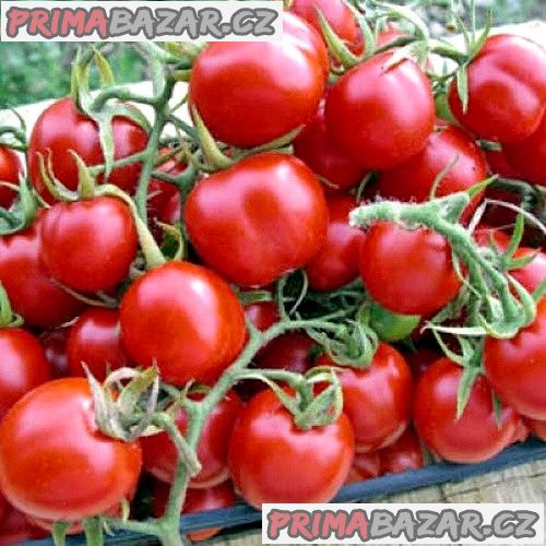 rajce-tondino-maremmano-semena
