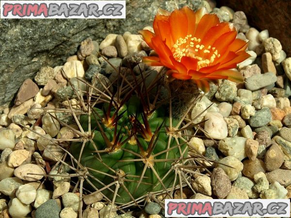 kaktus Acanthocalycium ferrari WR 572 - semena