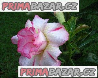 adenium-obesum-amazoning-thailand-semena