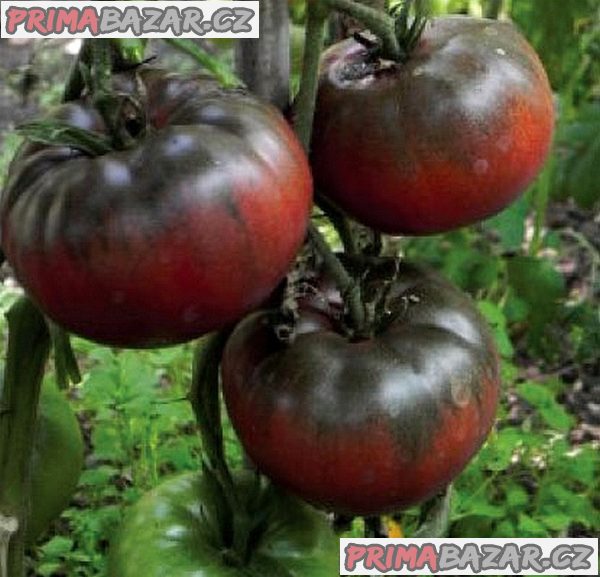 rajce-black-from-tula-semena