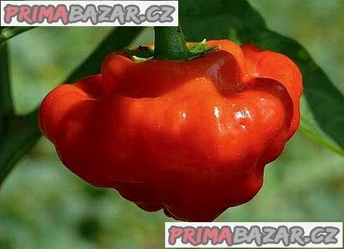 Chilli Mushroom red - semena