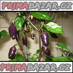 chilli-variegata-semena