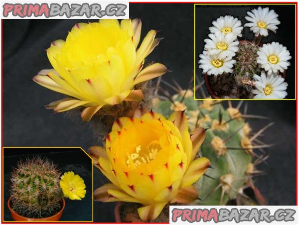 Kaktus Acanthocalycium směs druhů - semena