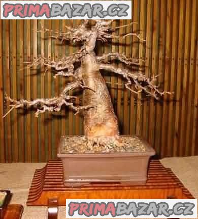 baobab-adansonia-digitata-semena