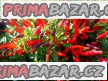 chilli-sangria-ornamental-semena