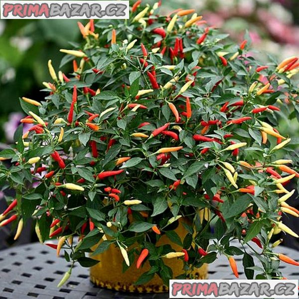 Chilli Basket of Fire - semena