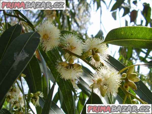 Eucalyptus Globulus - semena