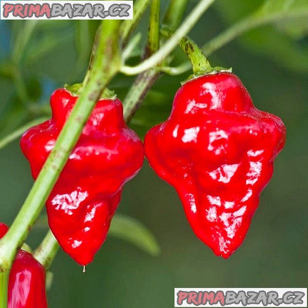 chilli Habanero Tasmanian Red  - semena